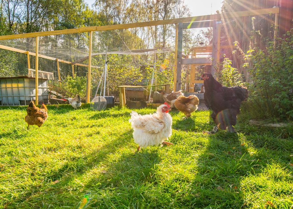 backyard chickens