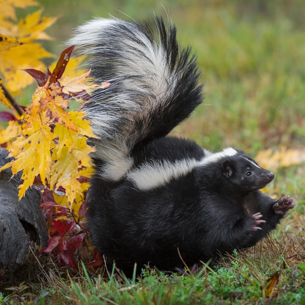 A skunk with its bushy tail raised walks on grass beside vibrant yellow and red autumn leaves.