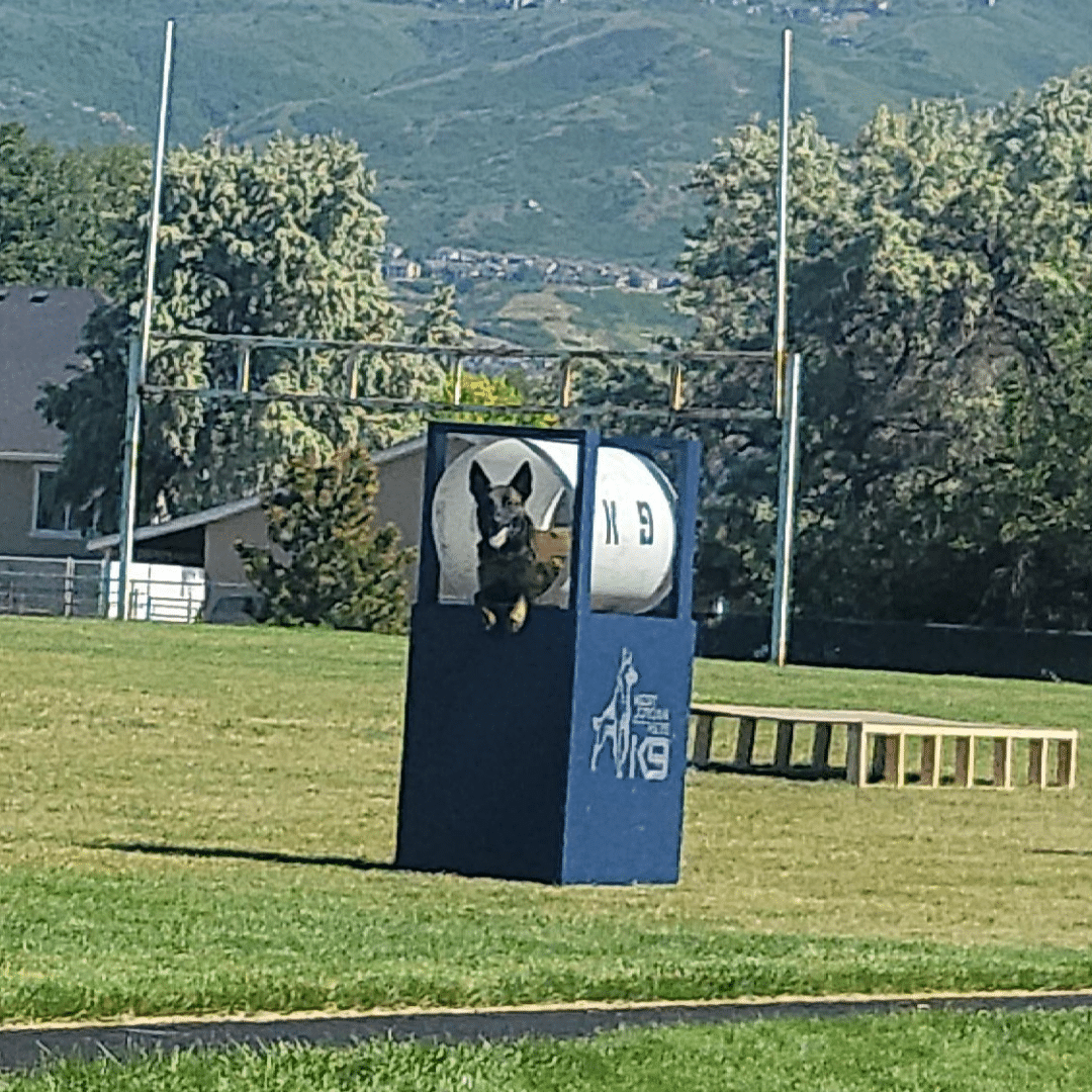 A German Shepherd jumps through an obstacle course on a grassy field with mountains in the background. The dog is mid-air, passing through a blue structure labeled K9. Trees and houses are visible in the distance.