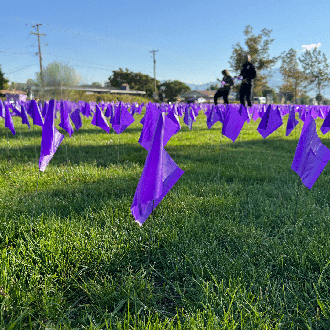 Hundreds of small purple flags are planted in rows on a grassy field under a clear blue sky, with a few people standing and trees in the background.