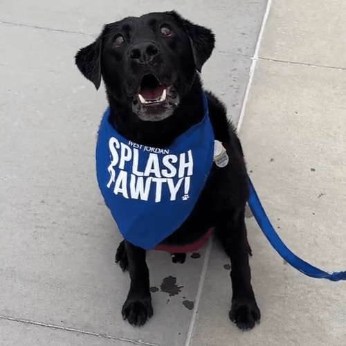 A black dog wearing a blue bandana that says SPLASH PAWTY! sits on a concrete surface with its mouth open and a blue leash attached to its collar.