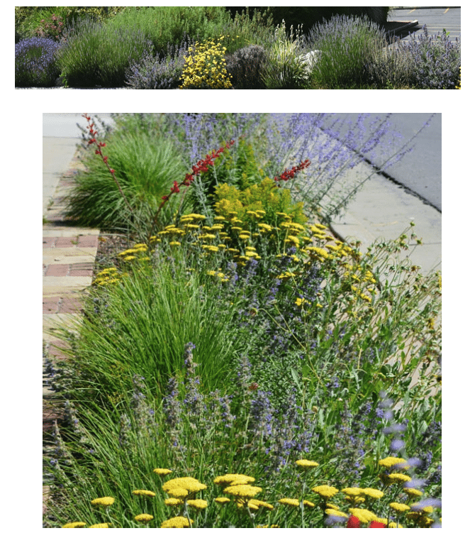 A garden bed along a sidewalk features dense plantings of yellow flowers, tall grasses, and purple blooms with splashes of red flowers and lush greenery.