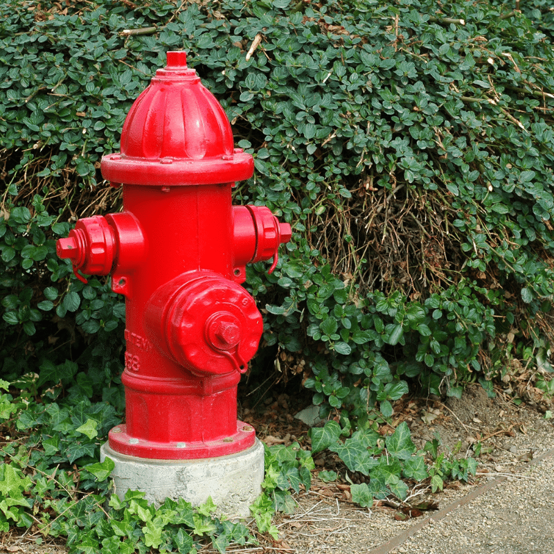 Bright red fire hydrant on a concrete base stands in front of dense green bushes and some ivy, next to a gravel path.