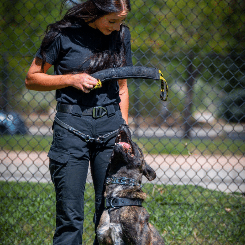 A woman in black holds a tug toy while looking at a dog sitting in front of her. The dog looks up at her, mouth open. They are outside near a chain-link fence and grass.